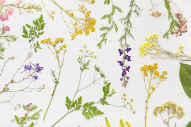 Açık arkaplanda kurumuş çiçekler, üst görünüm