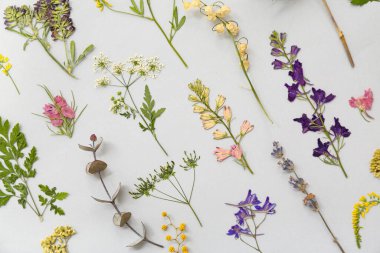 Açık arkaplanda kurumuş çiçekler, üst görünüm