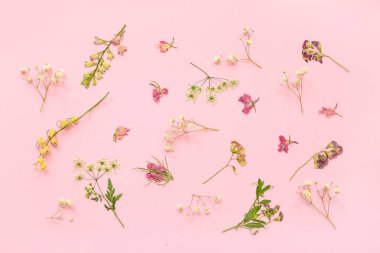Pembe arka planda kurutulmuş çiçekler
