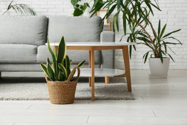 Rahat bir kanepe, masa ve aydınlık oturma odasının içindeki farklı bitkiler.