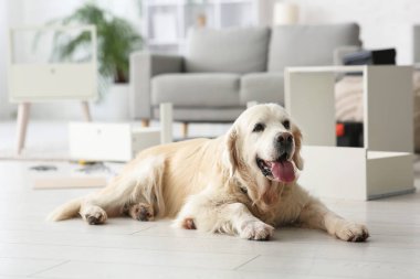 Evde parçalanmış komodine karşı sevimli bir köpek. Mobilya konsepti monte ediliyor