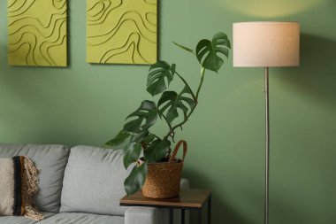 Canavar çiçekleri, parlayan lamba ve yeşil duvarın yanındaki kanepe.