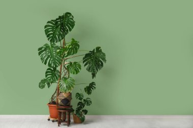 Yeşil duvarın yanındaki Monstera bitkileri