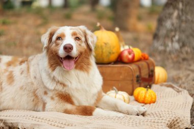 Parkta balkabaklarıyla battaniyeye uzanmış şirin Avustralya çoban köpeği. Şükran Günü kutlaması