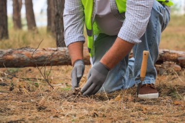 Ormandaki toprağı kontrol eden kürekli Forester, yakın plan.