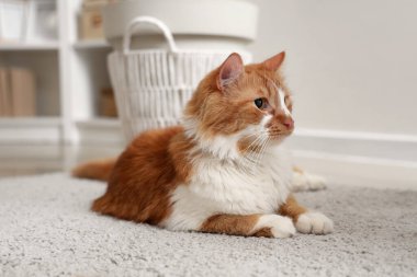 Evdeki halıya uzanmış şirin kedi, yakın plan.