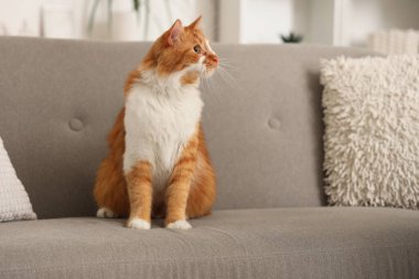 Evdeki gri kanepede oturan sevimli kedi.