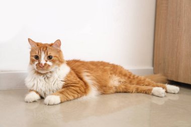 Evdeki ışık duvarının yanında yerde yatan sevimli kedi.