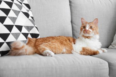 Evdeki gri kanepede yatan sevimli kedi.