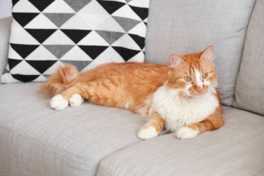 Evdeki gri kanepede yatan sevimli kedi.