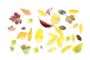 Beyaz arkaplanda izole edilmiş farklı yapraklara sahip bileşim