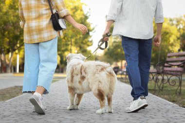 Avustralyalı çoban köpeği olan genç bir çift parkta yürüyor.