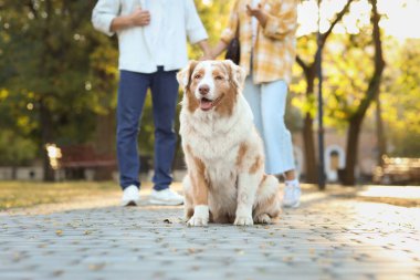 Tatlı Avustralya çoban köpeği ve parkta genç bir çift.