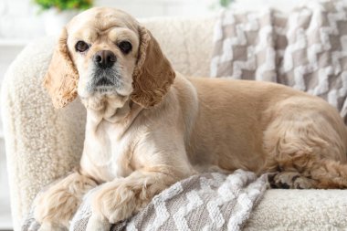 Şirin Cocker Spaniel evdeki kanepede