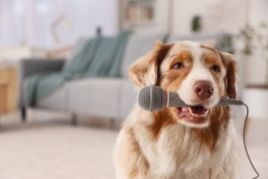 Cute Australian Shepherd dog with microphone at home