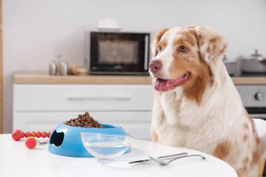 Avustralya çoban köpeği, mutfakta kuru hayvan maması ve su dolu kaseler.
