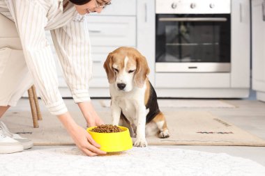 Sahibi evdeki sevimli av köpeğini besliyor.