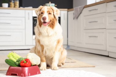 Tatlı Avustralya çoban köpeği ve evde sebzeli kase.