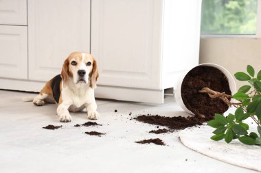 Sevimli av köpeği, ev bitkisinin ve evdeki halının üzerindeki toprak izlerinin yanında.