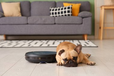 Evde robot elektrik süpürgesinin yanında yatan sevimli Fransız bulldog.