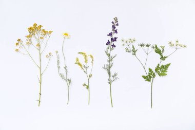 Beyaz arka planda kurumuş çiçekler, üst manzara