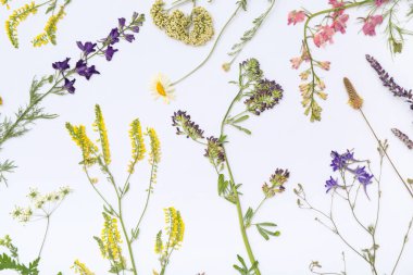 Açık arkaplanda kurumuş çiçekler, üst görünüm