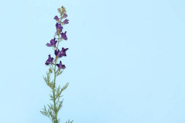 Mavi arkaplanda kurumuş çiçekler