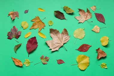 Yeşil arkaplanda farklı dökülen yapraklarla kompozisyon
