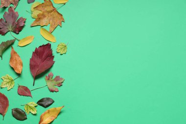 Yeşil arkaplanda farklı dökülen yapraklarla kompozisyon