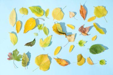 Açık mavi zemin üzerinde güzel sonbahar yaprakları olan kompozisyon