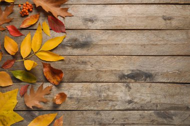 Ahşap zemin üzerinde farklı düşmüş yapraklar olan kompozisyon