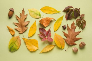 Yeşil arka planda güzel yapraklar, meşe palamutları ve baharatlar.