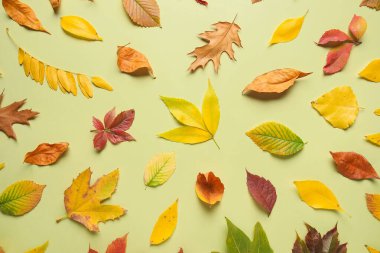 Yeşil arka planda düşen güzel yapraklı kompozisyon