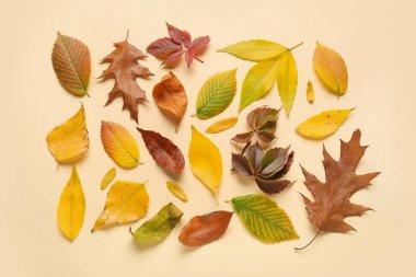 Renk arkaplanında güzel düşen yapraklarla kompozisyon