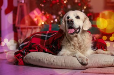 Noel 'de evde ekoseyle kaplı Labrador köpeği