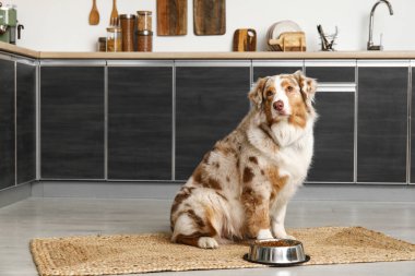 Tatlı Avustralya çoban köpeği mutfakta bir kase kuru yemekle oturuyor.