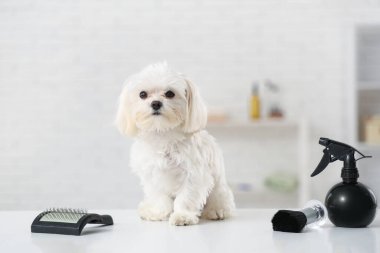 Salonunda tımar aksesuarları olan şirin bir Maltese köpeği var.