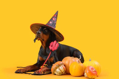 Cadı şapkalı şirin Dobermann köpeği ve sarı arka planda duran Cadılar Bayramı balkabakları.