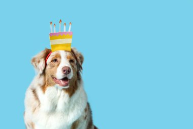 Mavi arka planda saç bandı şeklinde doğum günü pastası şeklinde şirin bir Avustralya çoban köpeği.