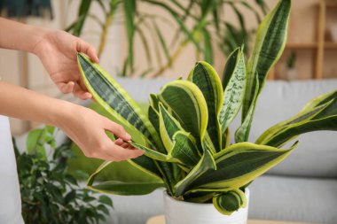 Oturma odasında çiçeklerle ilgilenen kadın elleri.