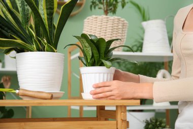 Evdeki kahve masasında ev bitkisi olan genç bayan bahçıvan, yakın plan.