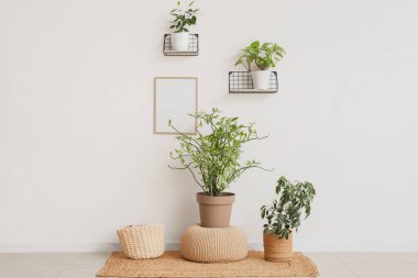 Oturma odasındaki beyaz duvarın yanında halının üstünde puflar ve bitkiler.