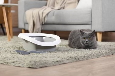 Evdeki çöp kutusunun yanında sevimli gri kedi var.