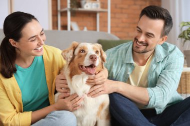 Avustralya çoban köpeği olan genç bir çift.