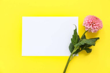 Sarı arka planda güzel pembe yıldız çiçeği olan boş bir kart.
