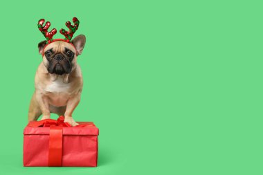 Geyik boynuzları takmış, yeşil arka planda hediye kutusu olan sevimli Fransız bulldog 'u. Noel kutlaması