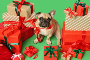 Yeşil arka planda yay ve hediye kutuları olan sevimli bir Fransız bulldog 'u. Noel kutlaması