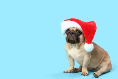 Mavi arka planda Noel Baba şapkalı sevimli Fransız bulldog 'u. Noel kutlaması