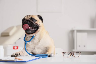 Klinikteki doktor masasında steteskobu olan sevimli pug köpeği.
