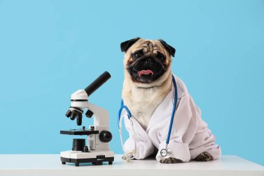 Doktor üniformalı sevimli köpek. Masasında mavi arka planda mikroskop var.